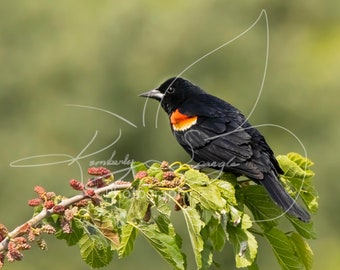 Red Wing Blackbird - Male Red-Winged Blackbird Photography Print | 10x8 Inches | Matte Finish | Free Shipping