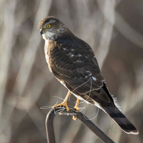 Sparrow Hawk Photograph