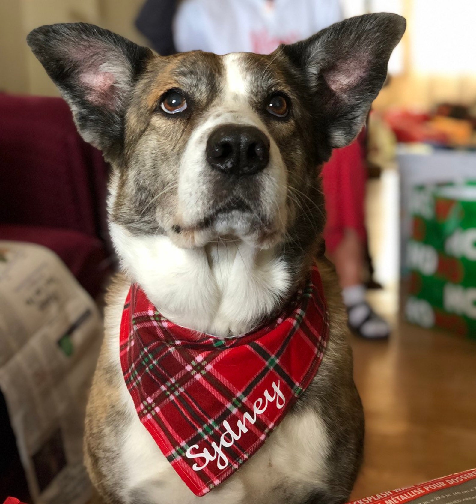 Bacon Snickerdoodles Dog Treats Biscuit Bar Treats Crunchy Etsy
