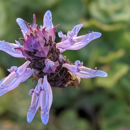 Plectranthus caninus Plant Coleus Dogbane Scaredy Cat Ornamental Succulent Plectranthus caninus Plant Coleus Dogbane Scaredy Cat Ornamental Succulent