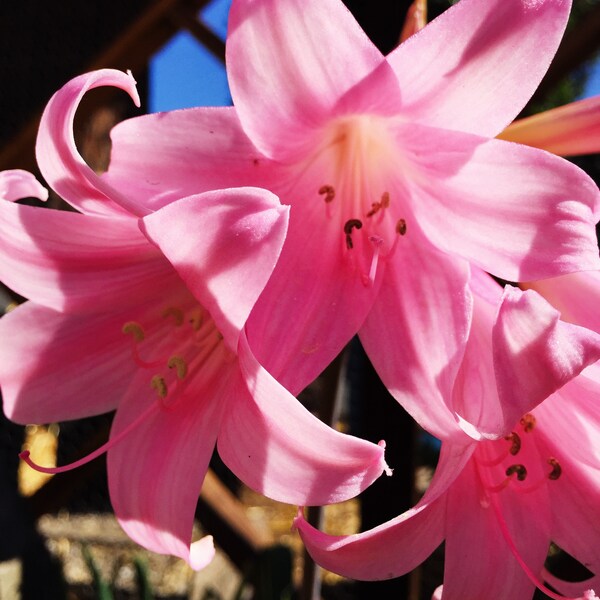 Pink Lady Bulbs Etsy