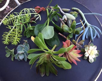 Mystery succulent lot - 10 cuttings