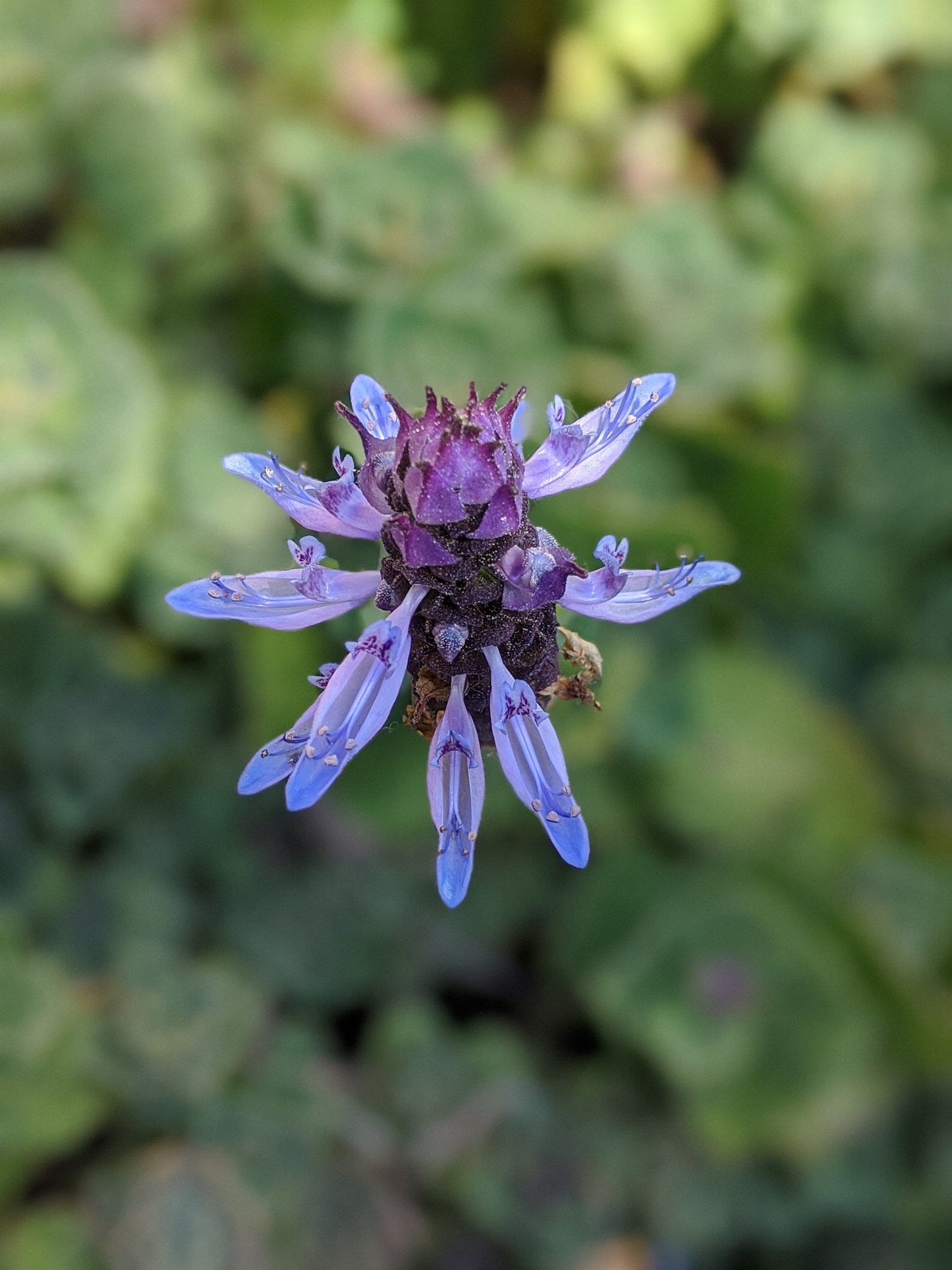 SALE Scaredy Cat plant Coleus Canina three cuttings keep