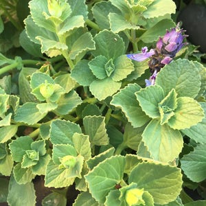 Scaredy Cat plant, Coleus Canina, three cuttings keep cats out of your garden image 3