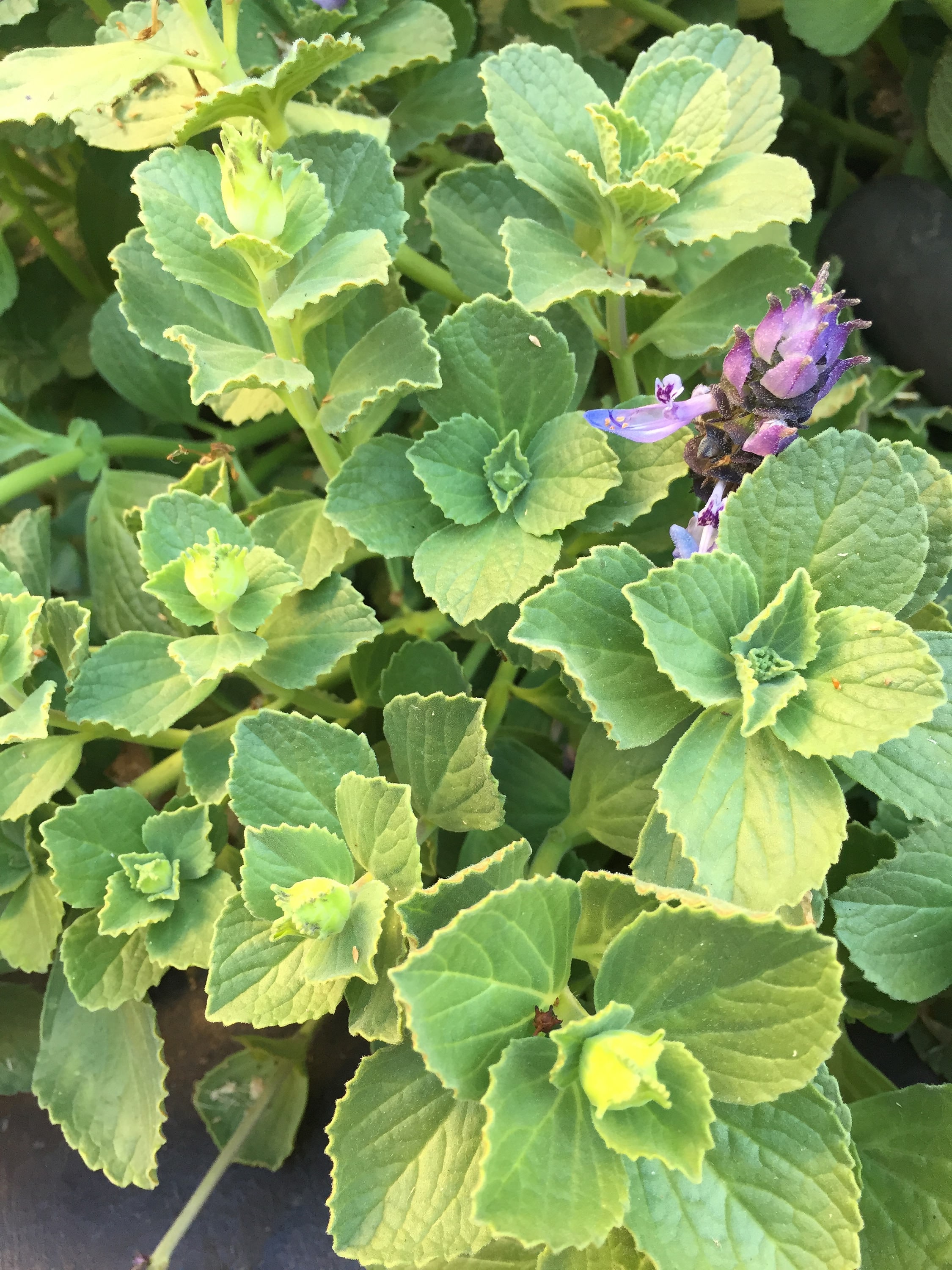 Scaredy Cat Plant Plectranthus caninus Coleus canina Live -  Portugal