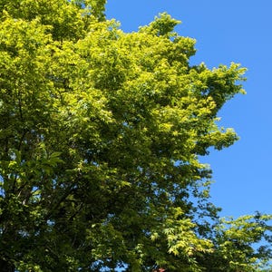 May include: A Japanese maple tree with vibrant, light green, palmate leaves filling the frame against a clear, bright blue sky. The dense canopy displays a variety of shades from lime to emerald green, with sunlight illuminating the delicate foliage.