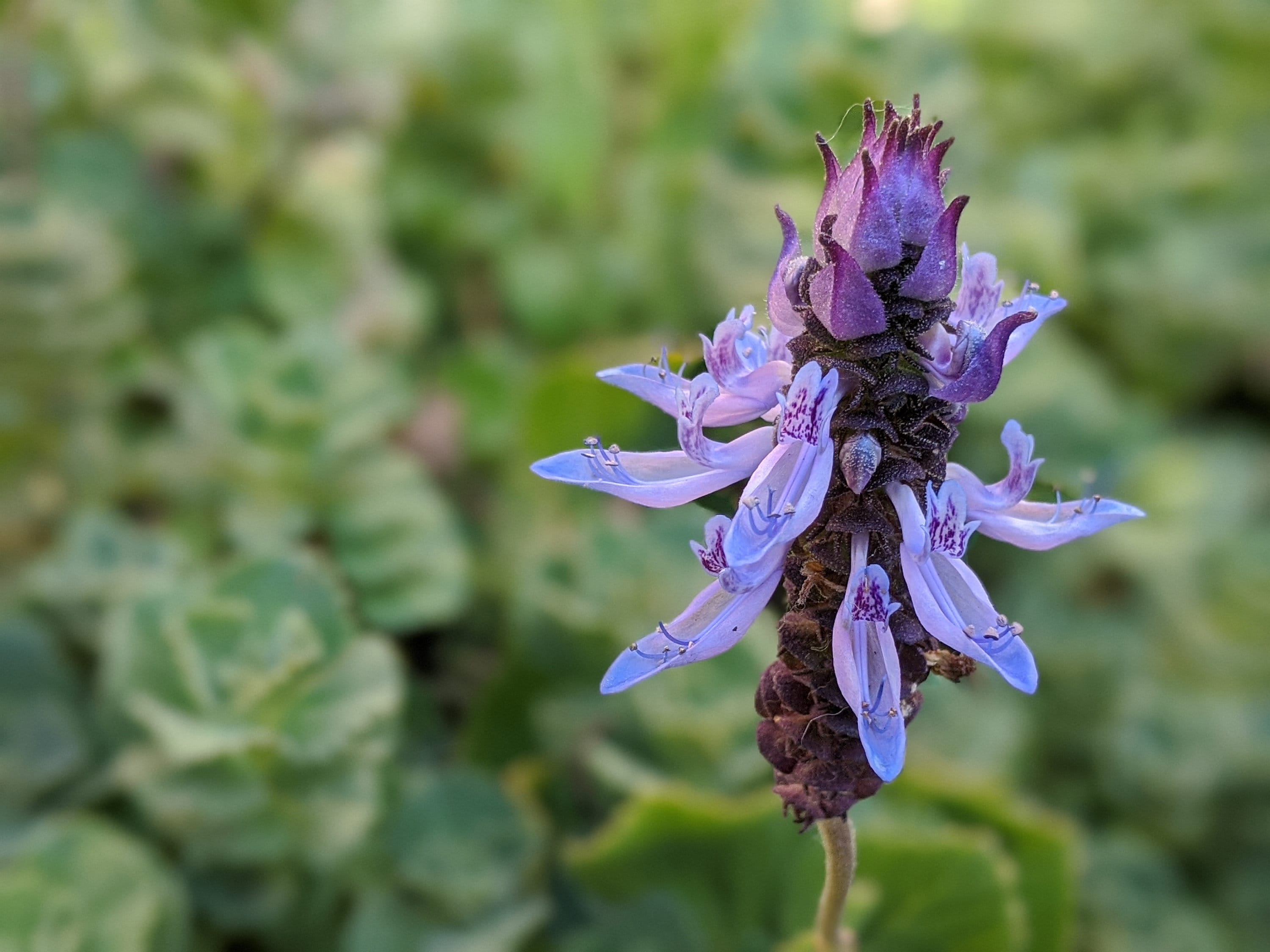 Scaredy Cat Plant Plectranthus caninus Coleus canina Live -  Portugal