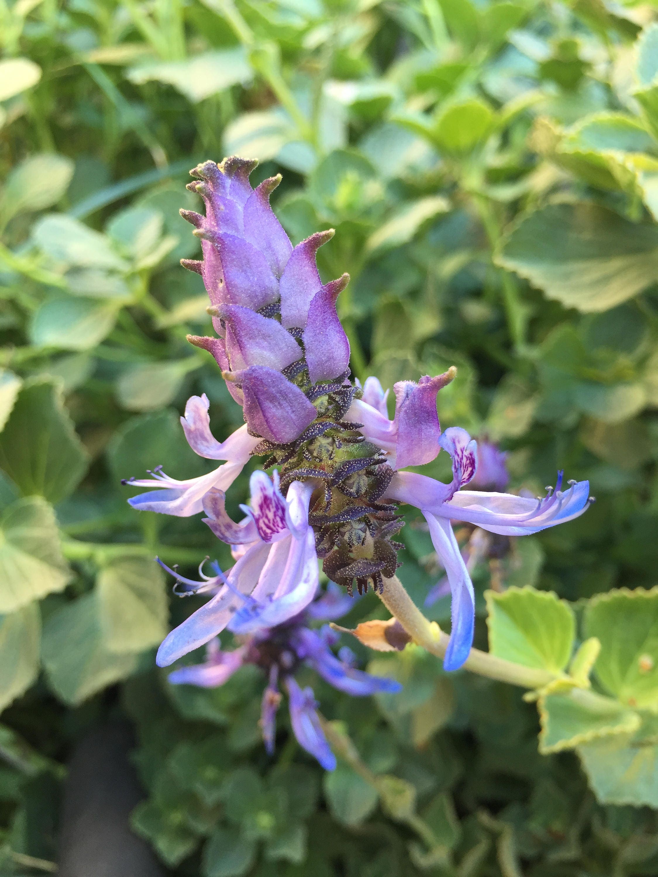 Scaredy Cat Plant Plectranthus caninus Coleus canina Live -  Portugal