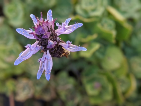 Scaredy Cat Plant Plectranthus caninus Coleus canina Live -  Portugal