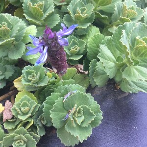 Scaredy Cat plant, Coleus Canina, three cuttings keep cats out of your garden image 5