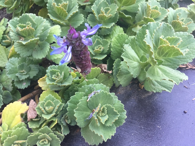 Scaredy Cat plant, Coleus Canina, three cuttings keep cats out of your garden image 5