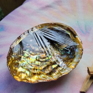 Abalone Shells Kit - Etsy