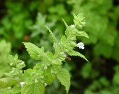 Lemon Balm Seeds Melissa officinalis Aromatic Tea and Medicinal Herb