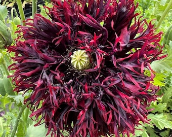 Poppy 'Black Swan' Seeds ~Papaver paeonyflorum~ Striking Double Crimson Blooms