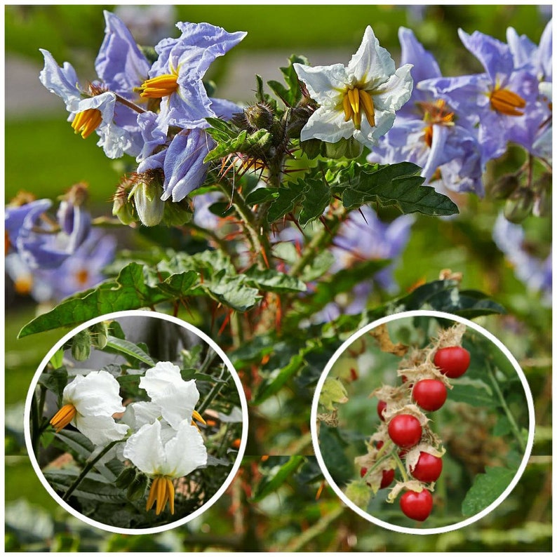 Litchi Tomato Solanum sisymbriifolium Seeds Large White-Lavender Flowers Morelle de Balbis Vila-vila Fire-and-Ice Plant image 1