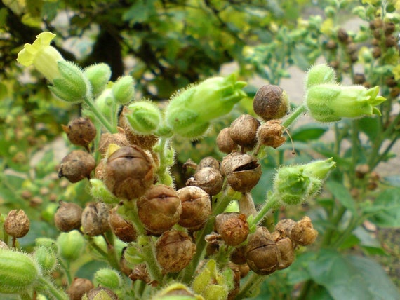 wild tobacco seeds Aztec Wild Tobacco ~nicotiana Rustica~ Organic Seeds ~ Sacred Hopi Plant ~  Indian Native Heirloom