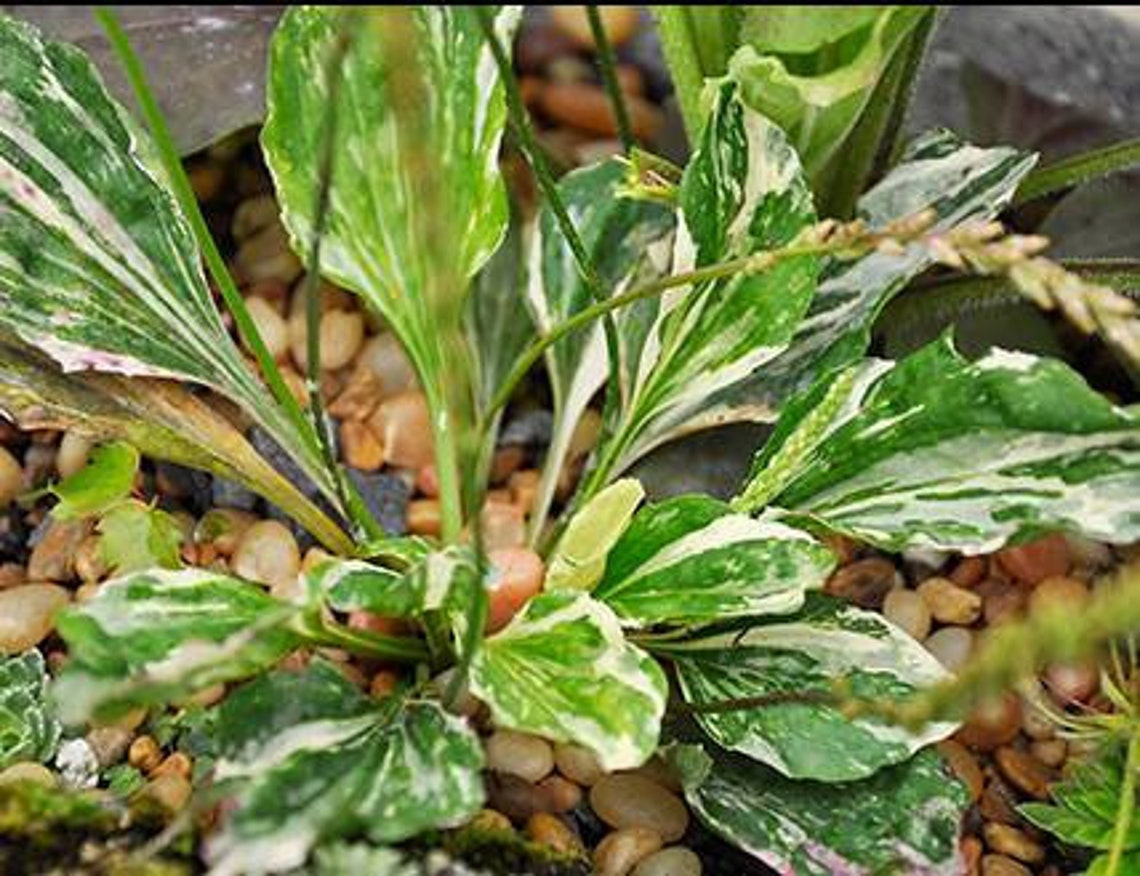 Hederinum Variegated