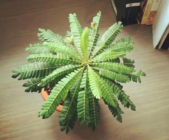 Jurassic Sensitive Plant Aka Little Tree Plant Seeds Etsy