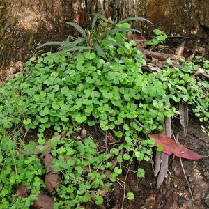 Mercury Bay Weed Dichondra repens Beautiful Mat-Forming Ground Cover Lawn Plant Kidney Weed image 5