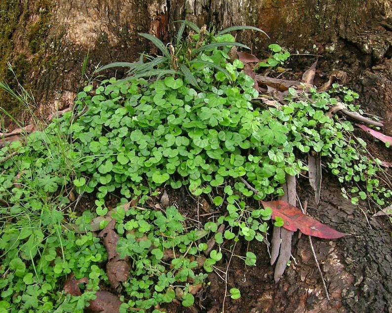 Mercury Bay Weed Dichondra repens Beautiful Mat-Forming Ground Cover Lawn Plant Kidney Weed image 5