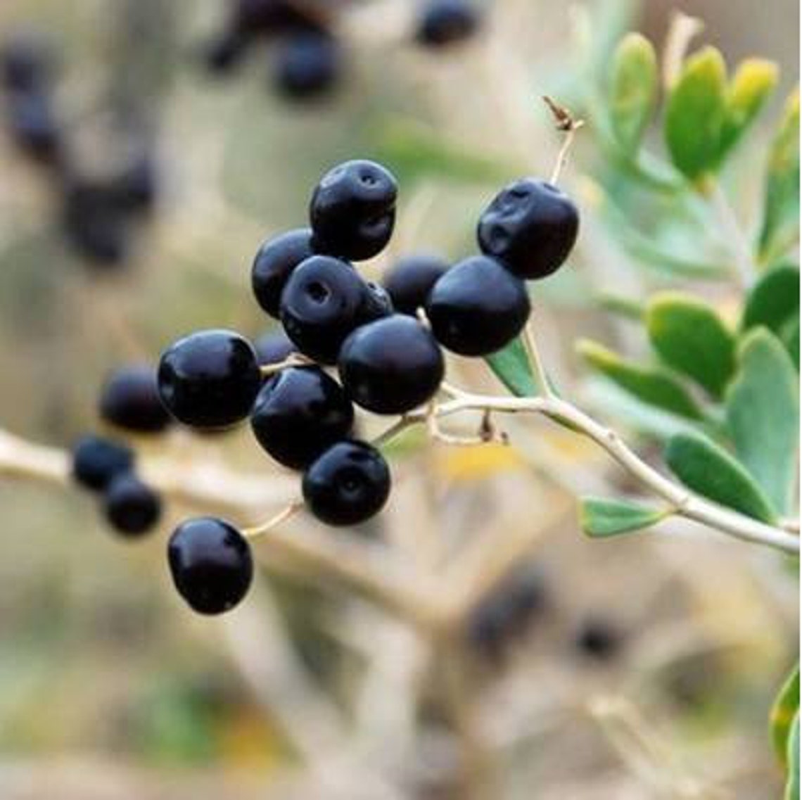 Black Goji Berry lycium Ruthenicum Himalayan Black Wolfberry Etsy UK
