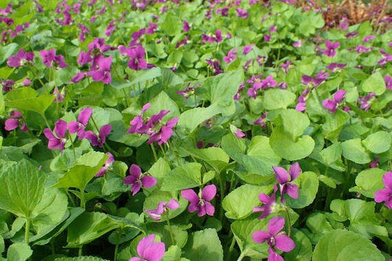 Dark Freckles /& Rubra Viola sororia Perennial Garden Violet