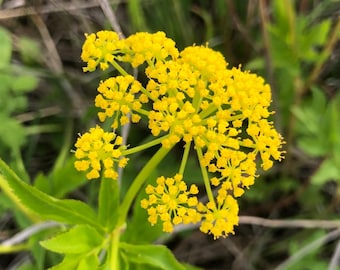 Golden Alexanders Samen ~ Zizia aurea ~ Wilde Frühlingsblume ~ Frühe Bestäuber ~ Schmetterling Wirt ~ Östliche Prärie Nativ