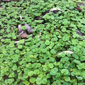 Mercury Bay Weed Dichondra repens Beautiful Mat-Forming Ground Cover Lawn Plant Kidney Weed image 6