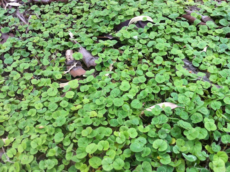 Mercury Bay Weed Dichondra repens Beautiful Mat-Forming Ground Cover Lawn Plant Kidney Weed image 6