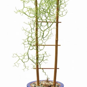 Semillas de Bowiea volubilis ~Cebolla trepadora~ Escultura viviente ~Fascinante bulbo suculento sin hojas ~Cáudex africano esférico ~Enredaderas sin hojas