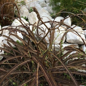 Może przedstawiać: Zbliżenie na rabatę z wysuszonymi, brązowymi roślinami o długich, wąskich liściach. W tle widoczne są białe skały z zielonymi liśćmi. Scena przywodzi na myśl naturalne środowisko zewnętrzne.