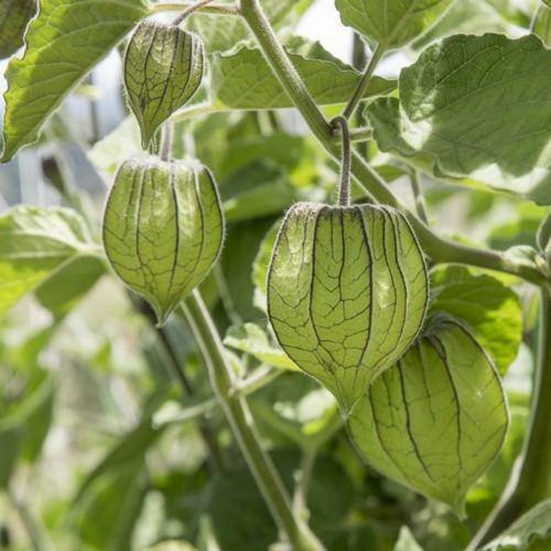 Ground Cherry Seeds Physalis Peruviana Rare Heirloom Plant