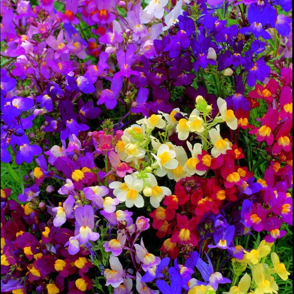 Toadflax 'Fairy Bouquet' ~Linaria maroccana~ Moroccan Snapdragon