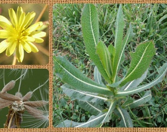 Prickly Lettuce Seeds ~Lactuca serriola~ Wild Lettuce Seeds