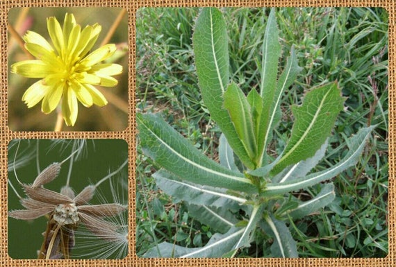 Image of Prickly lettuce seeds