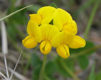 Birdsfoot Trefoil Seeds ~Lotus corniculatus~ Sunny Delight! Low-Growing Yellow Flowers