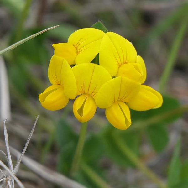 Birdsfoot Trefoil zaden ~Lotus corniculatus~ Zonnige verrukking! Laagblijvende gele bloemen