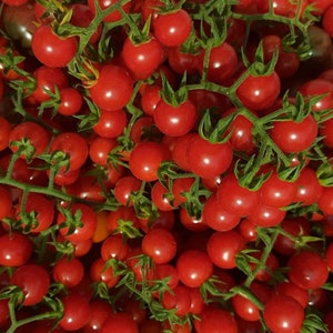 Puede incluir: Una imagen de primer plano de un racimo de tomates cherry rojo brillante en la vid. Los tomates están agrupados y parecen maduros y jugosos.