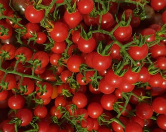 Matt&#39;s Wild Cherry Tomato ~Solanum lycopersicum Seeds~ Incredibly Tasty & Prolific Tomato ~Hidalgo, Mexico ~ Among World&#39;s Smallest Tomatoes