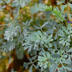 Yellow Wood Sorrel Oxalis Stricta Organic Seeds Aka Lemon Etsy Yellow Wood Sorrel Oxalis Stricta Organic Seeds Aka Lemon Etsy
