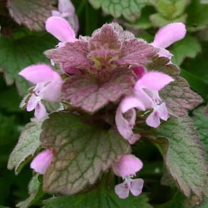 Purple Dead-Nettle Seeds Lamium purpureum Red Henbit Purple Archangle Deadnettle Velikdenche Organic Seeds Mint Family image 10