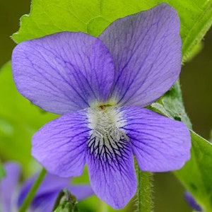 Può includere: Primo piano di un fiore di viola viola con venature delicate e un centro bianco. Il fiore è a fuoco, mentre le foglie verdi dietro di esso sono sfocate.