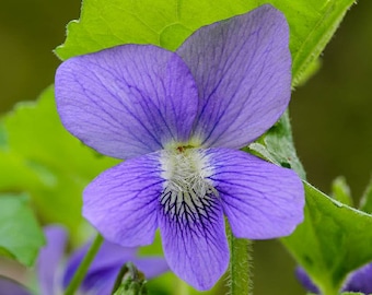 Common Blue Violet ~Viola sororia Seeds~ Wild Form ~ Native Wildflower ~ aka Lesbian Flower ~ Purple Meadow Violet ~ Woolly, Hooded or Wood