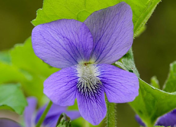 Violeta azul común Viola sororia Forma silvestre Flor - Etsy España