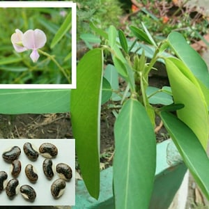 Telegraph Plant Seeds ~Codariocalyx motorius~ Fascinating "Moving" Plant. Dancing Tree, Dance Grass, Semaphore Desmodium gyrans