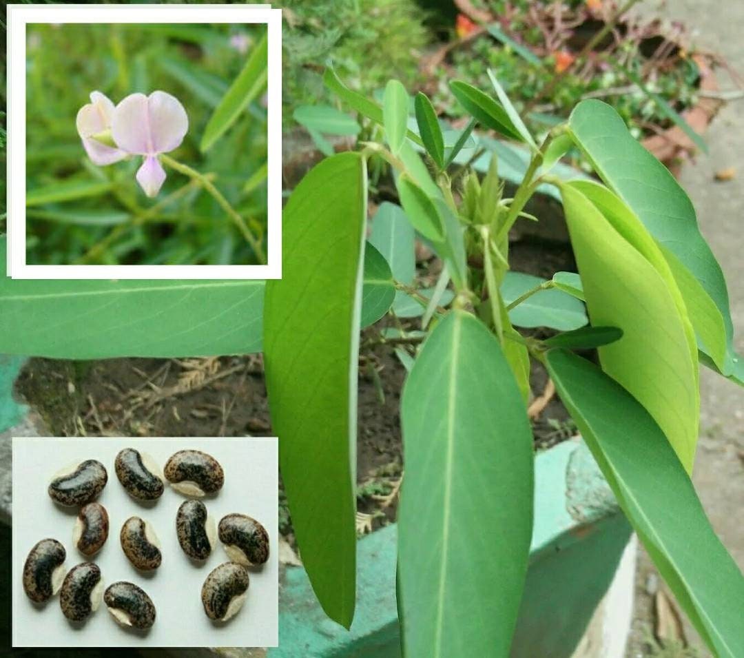 Desmodium gyrans (Codariocalyx motorius) - Plante qui danse 