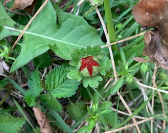 Mock Strawberry ~Potentilla indica Seeds ~ Ornamental Ground Cover