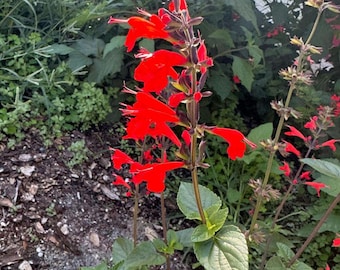 Semillas de salvia escarlata ~Salvia coccinea~ Salvia tropical ~ Salvia de sangre ~ Salvia colibrí ~ Perenne tierna ~ Anual fácil ~ Belleza de larga floración