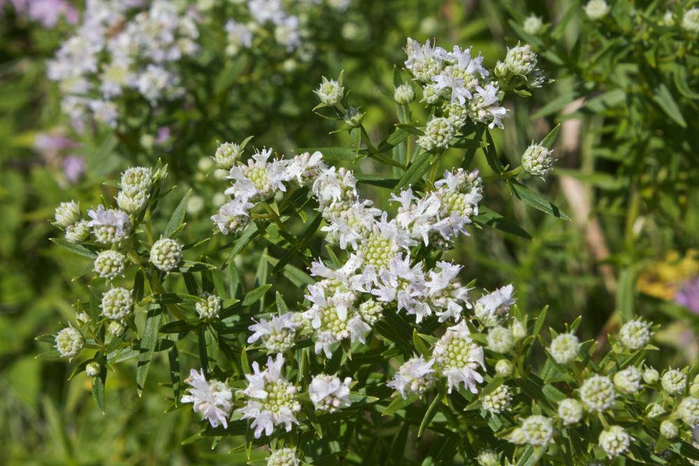 バージニアマウンテンミント ~Picnanthemum virginianum~ 東部原産