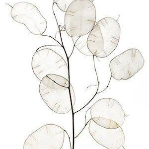 Silver Dollar Plant Seeds ~Lunaria annua &#39;albiflora&#39;~ White-Flowered